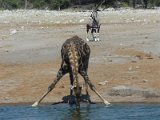 waterhole etosha 01 FP